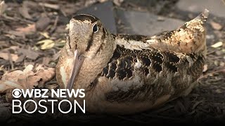 Large crowds gathering in NYC to see rare American woodcock bird