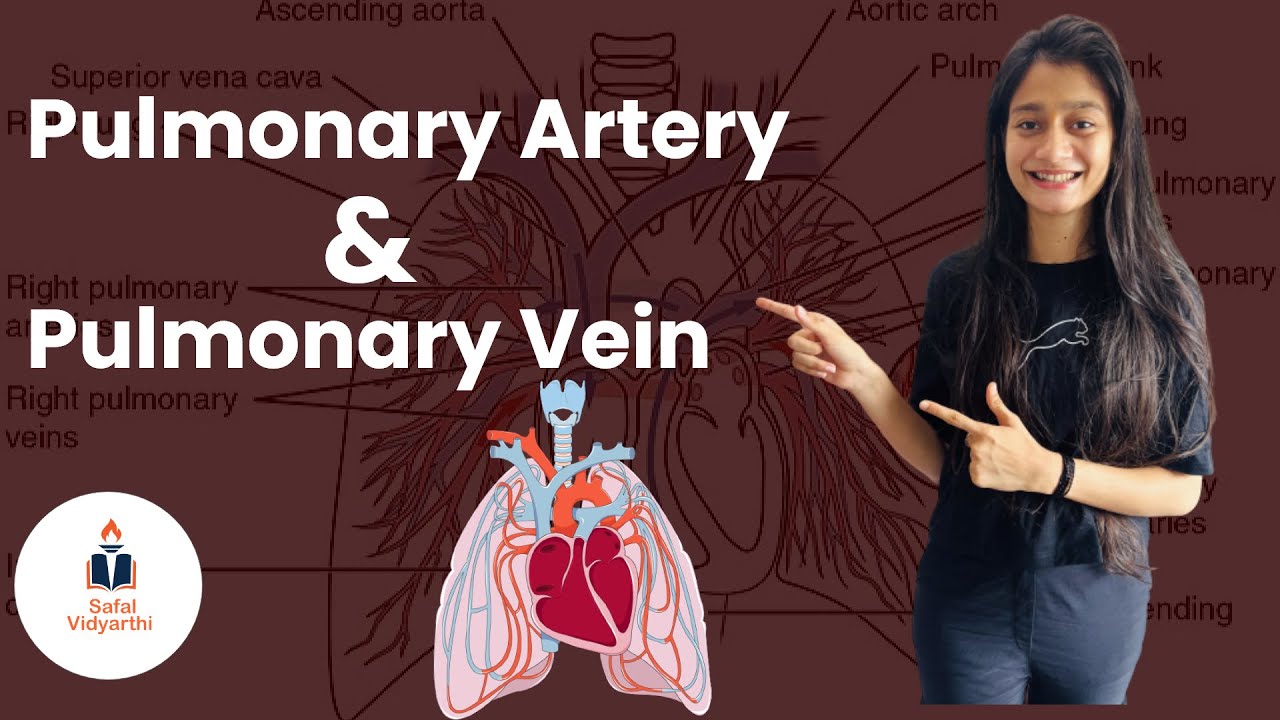 Pulmonary Artery and Pulmonary Vein Difference - YouTube