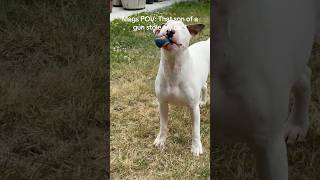 Mags considers sending her brother back to where he came from😂#bullterrier #dogs #funnydogs #humor