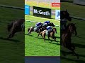 Half Yours won his first race on July 12 🏆 #melbournecup #maiden