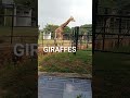 Worlds Tallest Animal # Giraffe # Mysore Zoo # Shorts