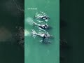 Jet ski rider hits grey whale at high speed in Vancouver