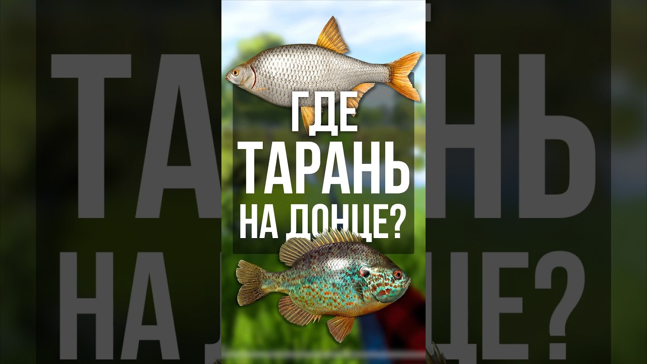 Фарм тарани на Донце — все актуальные точки!🎣 