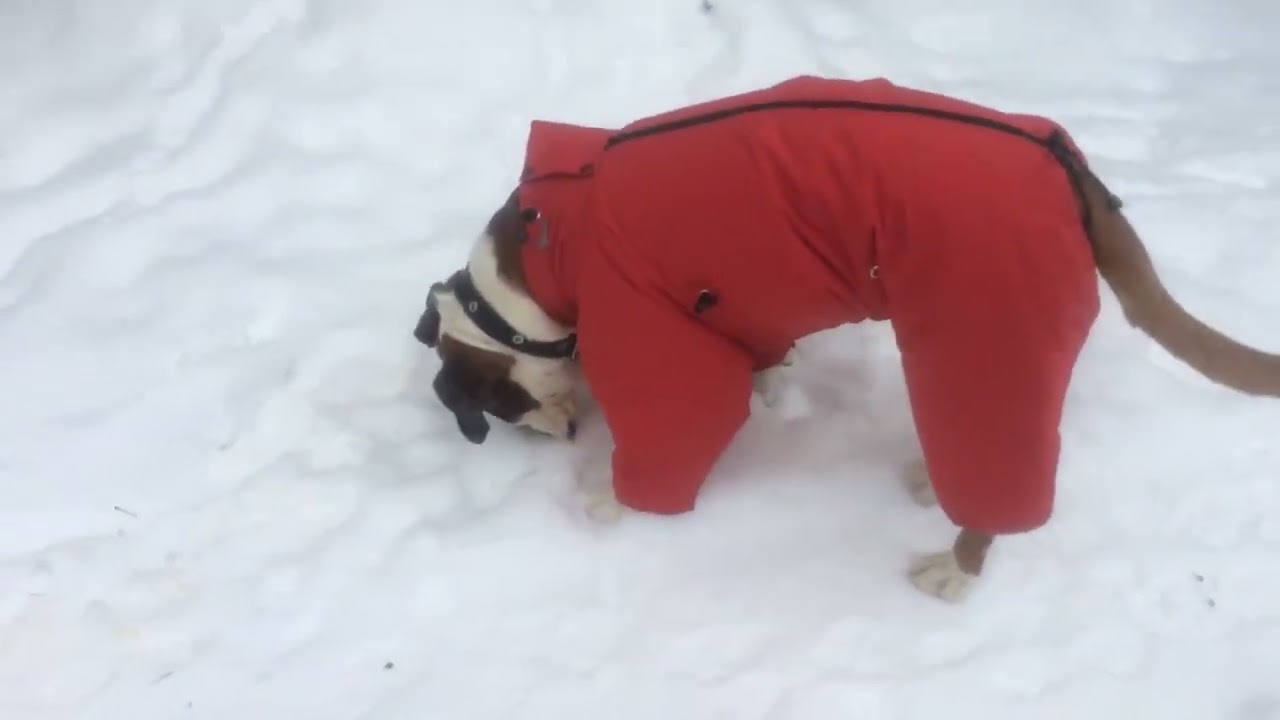 На прогулку с Васей....