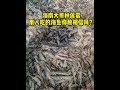 Great Wax apple harvest with fish protein water-soluble special fertilizer.#agriculturetechnology
