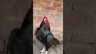 “Murgha Fight Full Power 🐔”#sf6 #streetfighter6🐓