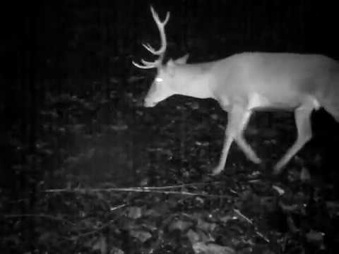 Deer notices hidden camera ! | ირმები თუშეთის ეროვნულ პარკში | Tusheti National Park