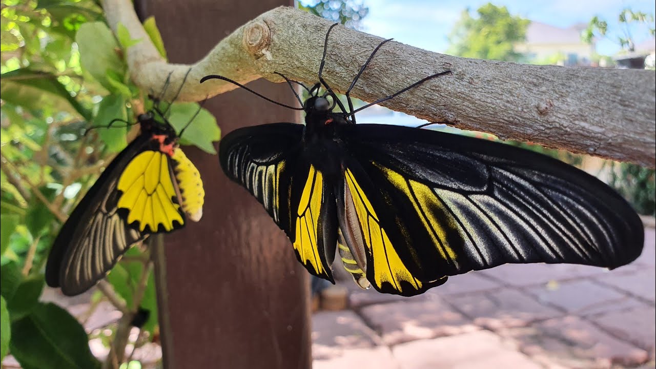 Nice Shot Birdwing Butterfly @ Firsttimebyncn