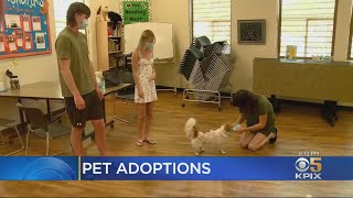 Cooped-Up Coronavirus Shelterers Clear Out Pet Shelter At Pleasanton Valley Humane Society