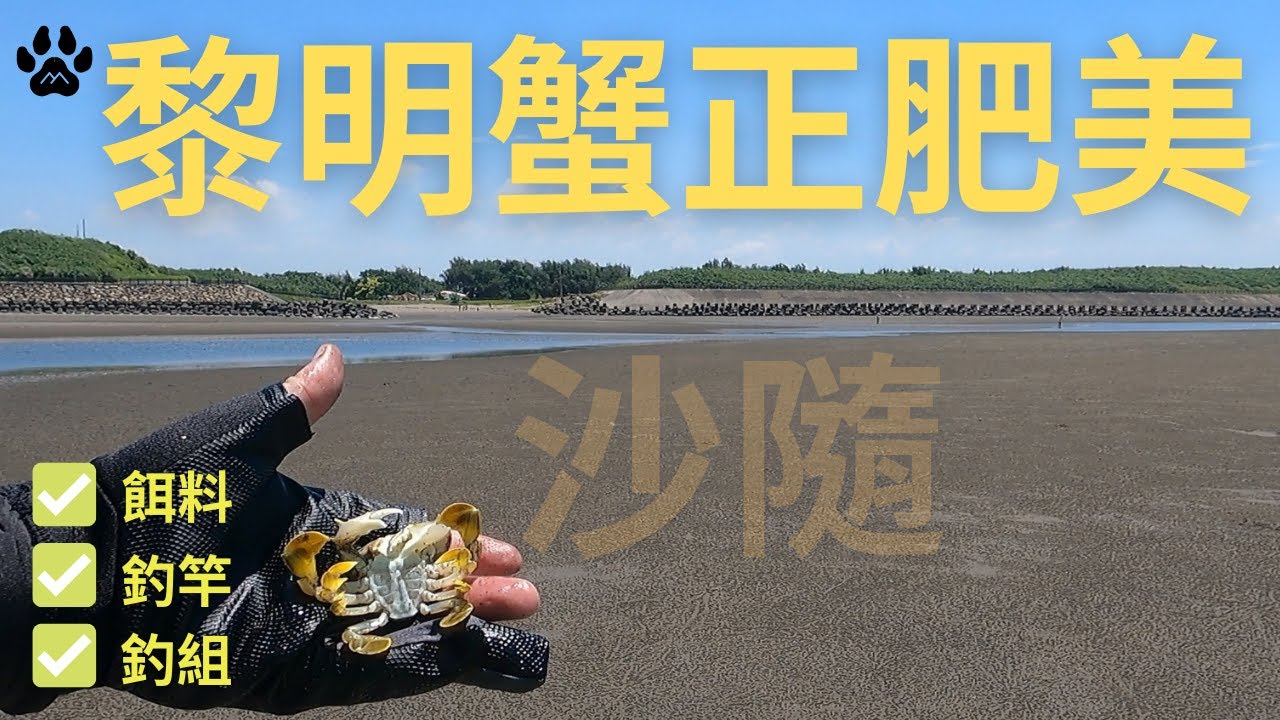 這樣也能釣黎明蟹!?正肥美不趕快來試試看!? #山狗大#釣魚#fishing#台湾釣り#遠投#沉底#灘釣#沙梭#沙隨