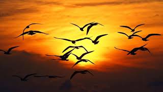 Primer amor - Sara Teasdale screenshot 2