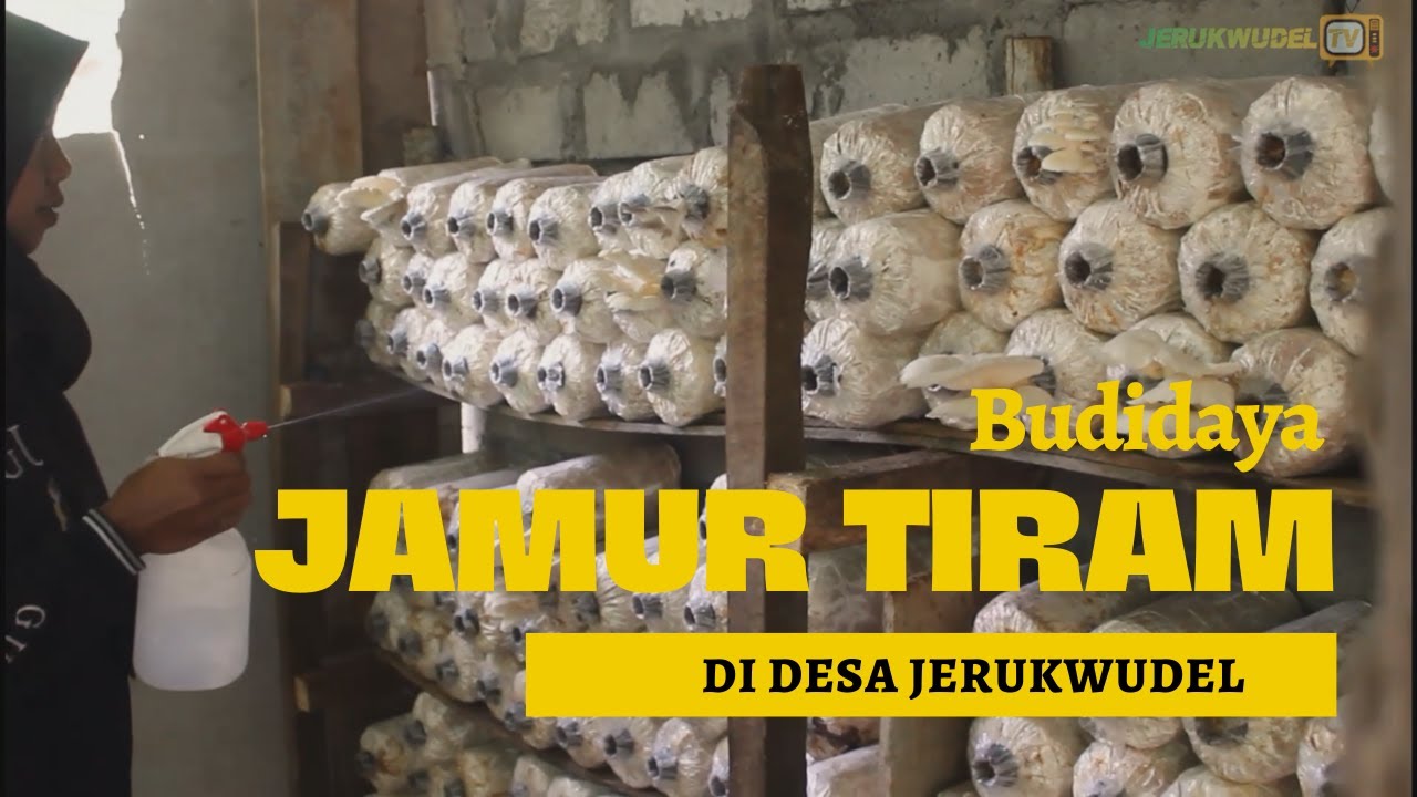 BUDIDAYA JAMUR TIRAM DI DESA JERUKWUDEL