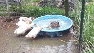 How to take a duck bath