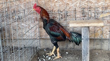 Tham Txog Qaib Ua Si qaib California