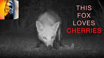 Fox Loves Cherries!  4K