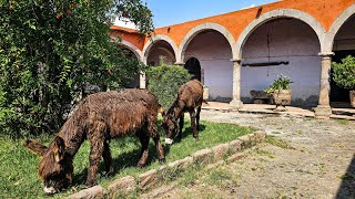 Los burros VIVEN DENTRO DE LA HACIENDA  #arandas