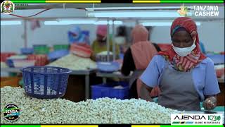 Maajabu Ya Korosho Ya Tanzania Yatajwa Kuwa Ya Kipekee Duniani Yapewa Ubora Wake..