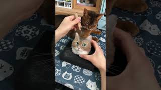 I Made a Handmade Cat Sculpture Using My Pet's Fur | Heartfelt Pet Gift  #cat #adorablecrafts  #cute
