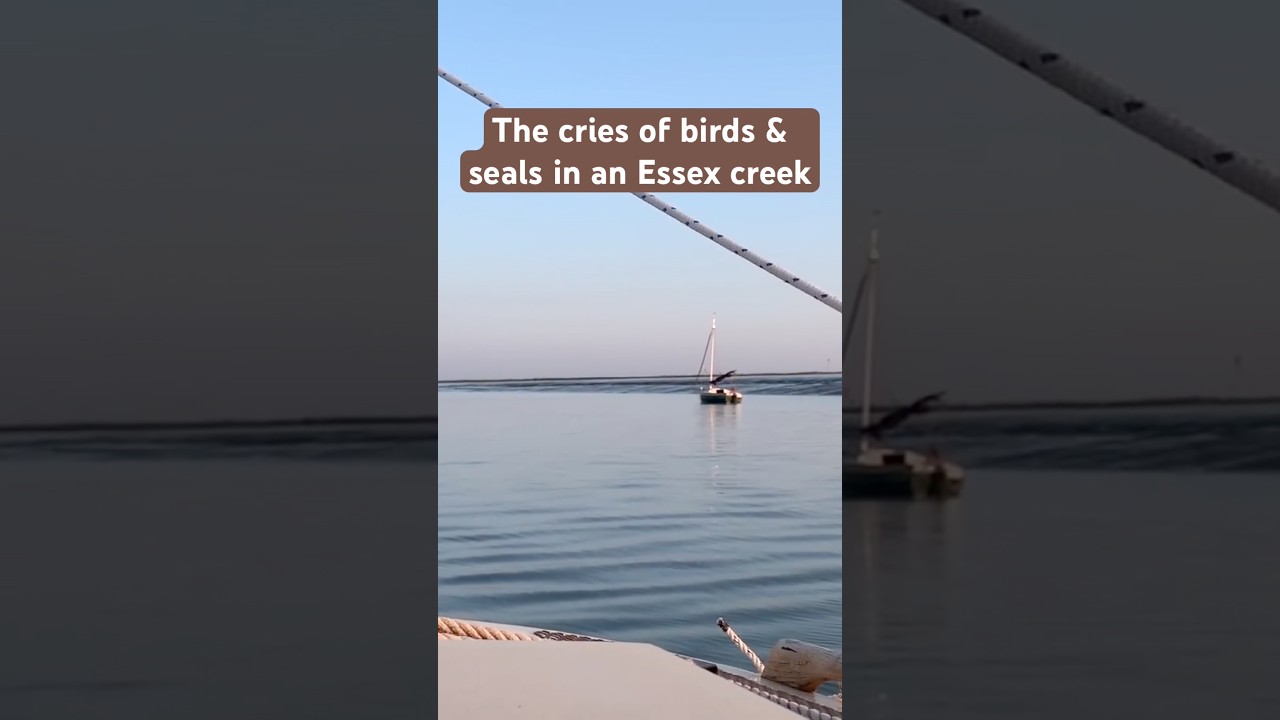 ⁣The cries of birds & seals in an Essex creek #sailing