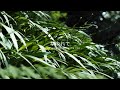 草ゆれて 環境音 #ambientsounds #asmr #睡眠