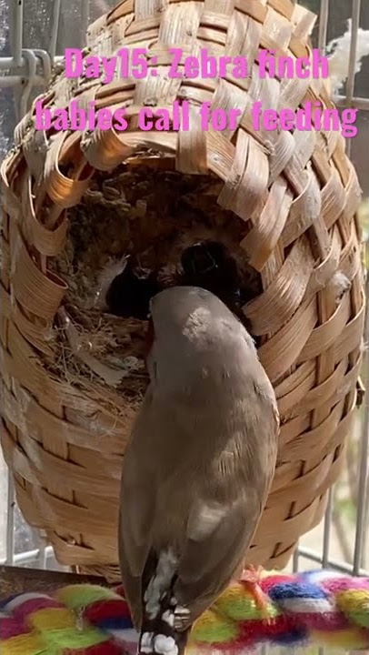 Hari ke-15: Bayi burung zebra finch berteriak keras untuk diberi makan
