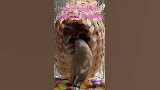 Hari ke-15: Anak-anak burung pipit zebra bersuara keras meminta makan.