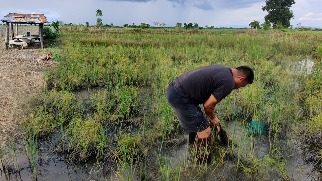 ไม่น่าเชื่อปักเบ็ดหมายทุ่งนาร้างตอนกลางวันโคตรหมานเจอตัวใหญ่มันกระชากคันเบ็ดจนหลุดมือ