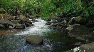 Beautiful River With Bamboo Forest For Stress Relief, Meditation, Relaxation, And Healing