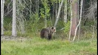 Медведь на трассе. Гуляет вдоль дороги. Карелия