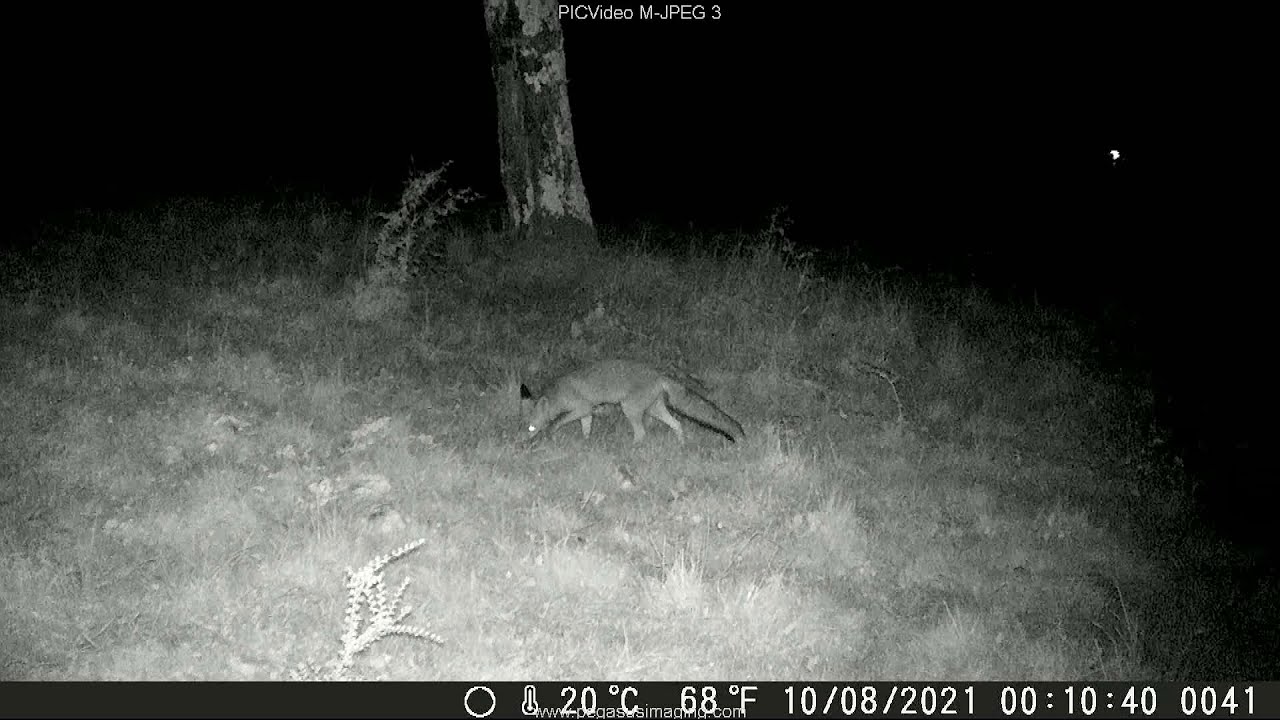 Visites nocturnes d'une martre mâle et d'un (jeune ?) renard - Milhas - 31