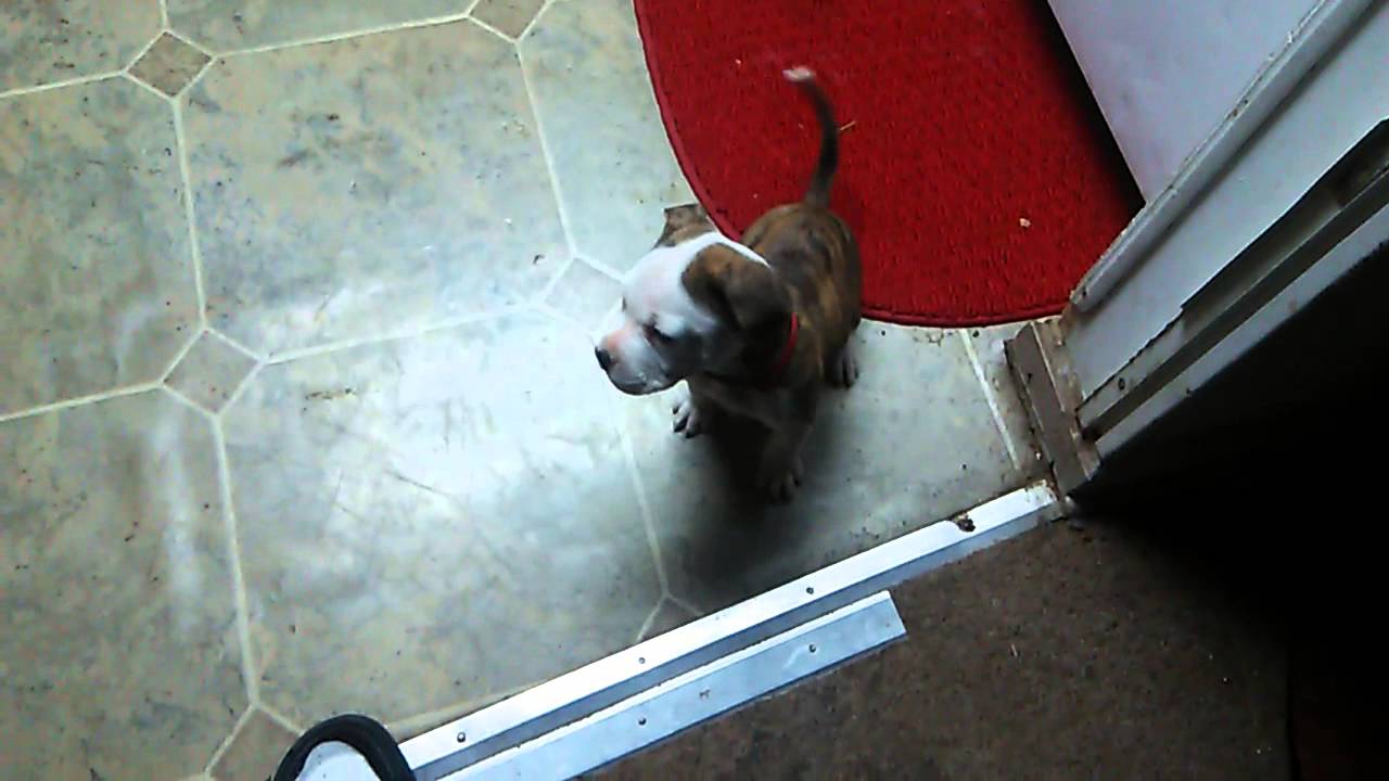 King 8 weeks colby bloodline top and bottom