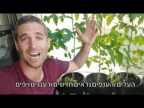 וִידֵאוֹ: האם אני צריך לדשן קישואים - מידע על דרישות דשן קישואים