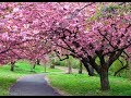 صوت مسدس 
