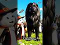 ✨ Cat Magician Creates Ibis, Jackal, Kudu & Lion! 🎨🦩🐺🦌🦁 Funny ABC Animal Song