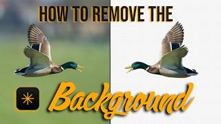 Livestream - How to Replace a Background in Luminar Neo [Portraits, Skies, and Objects]
