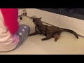 服の袖にじゃれる猫 Cat playing with clothes sleeve