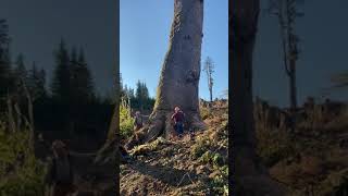 قطع أكبر شجرة في العالم 🌳 Cut the largest tree in the world