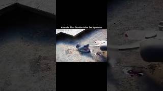 Animals That Survive After Decapitation #shorts