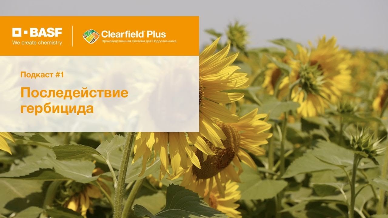 Мифы и правда о технологиях Clearfield® Clearfield® Plus: последействие гербицида.