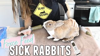 How To Force Feed Sick Rabbits