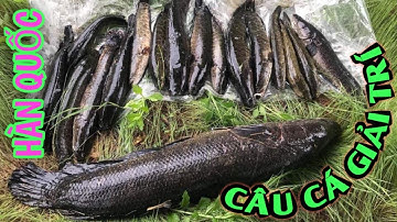 Câu cá chuối chiều cú táp mồi kinh điển và cái kết | fishing || #dhtchannel
