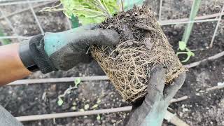 Full Planting Fall veggies, fruit and herbs in my new Vego Garden beds Update