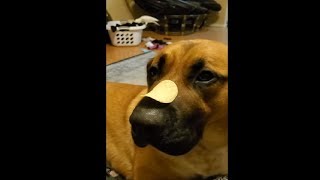 Bird Steals Dog's Thunder