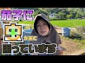 茄子に害虫がきてほとんど収穫できませんでした。