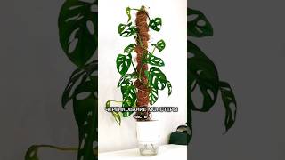 Черенкование монстеры Адансона (Манки маск) #plants #цветы