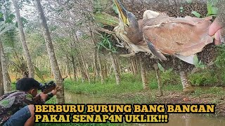 BERBURU BURUNG BAMBANGAN PAKAI SENAP4AN UKLIK | pemburu