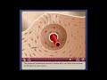 Bone Growth