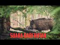 SUARA BABI HUTAN