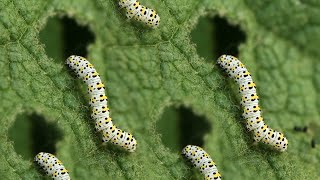 Insecten zoeken bij Anna&#39;s Hoeve