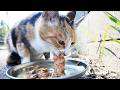 兵庫県の愛護団体にゴミのように捨てられた三毛猫にご飯をあげると・・・